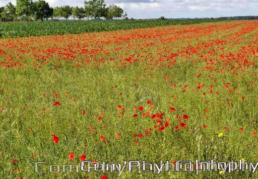 Pdj: 22 juin 2024 - Coquelicots