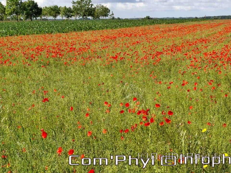 Pdj: 22 juin 2024 - Coquelicots