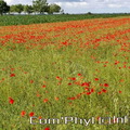 champcoquelicots-02.jpg