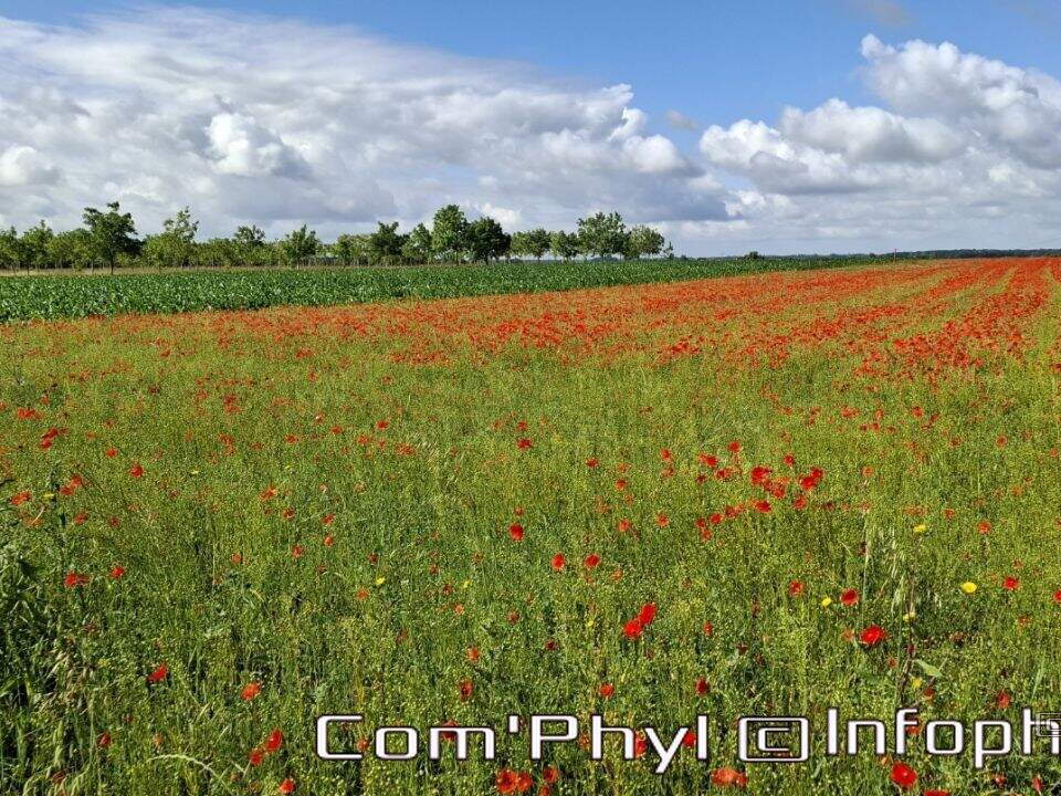 Pdj: 22 juin 2024 - Coquelicots