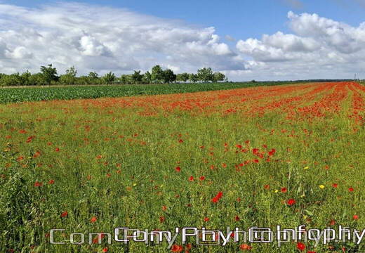 Pdj: 22 juin 2024 - Coquelicots
