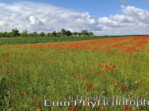 Pdj: 22 juin 2024 - Coquelicots