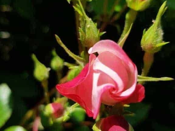 Rose de mai en bouton