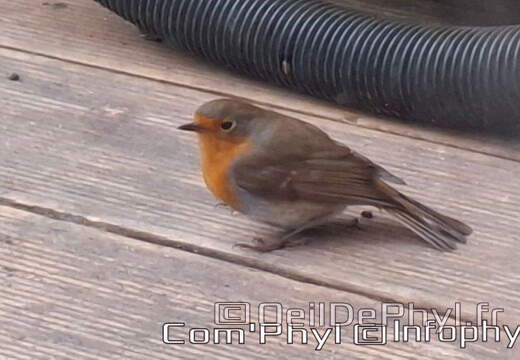 rouge-gorge-2024-001