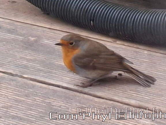 rouge-gorge-2024-001