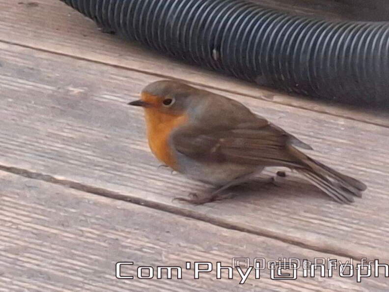 rouge-gorge-2024-001