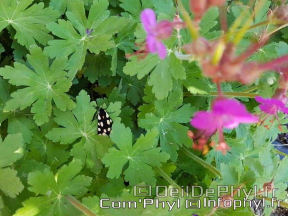 fleur-rose-et-papillon