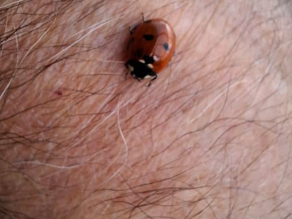 Une jolie coccinelle