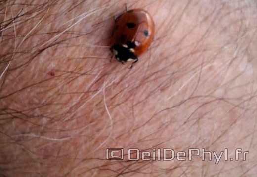 Une jolie coccinelle