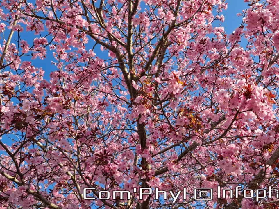 Prunus  en fleur