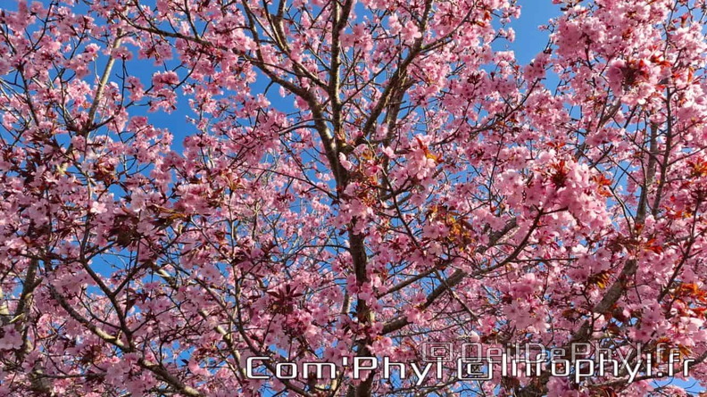 comphyl-prunus-en-fleur-1.jpg