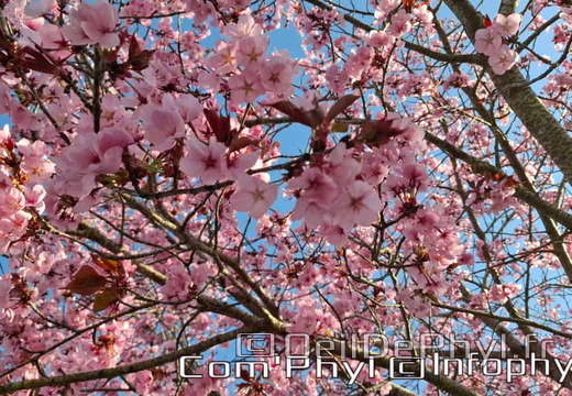 Prunus  en fleur