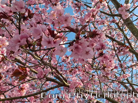 Prunus  en fleur