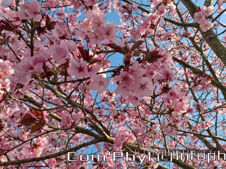 Prunus  en fleur