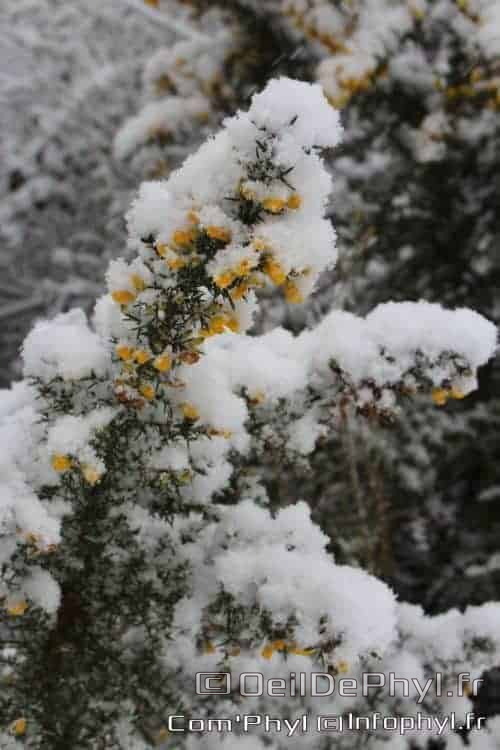 Pdj : 07 février 2018 - Neige