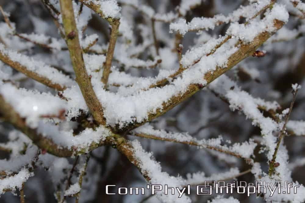 Pdj : 07 février 2018 - Neige