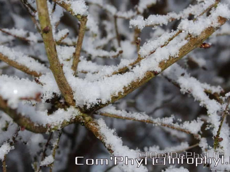 Pdj : 07 février 2018 - Neige