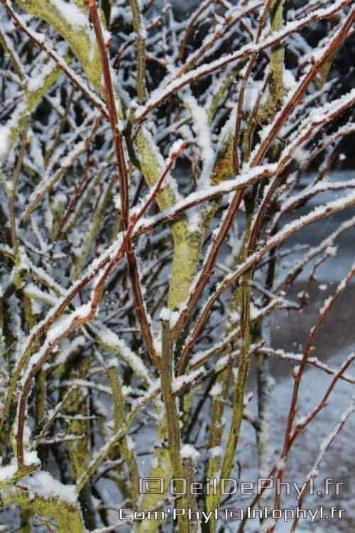 Pdj : 07 février 2018 - Neige