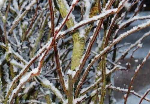 Pdj : 07 février 2018 - Neige