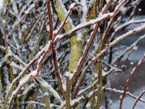 Pdj : 07 février 2018 - Neige