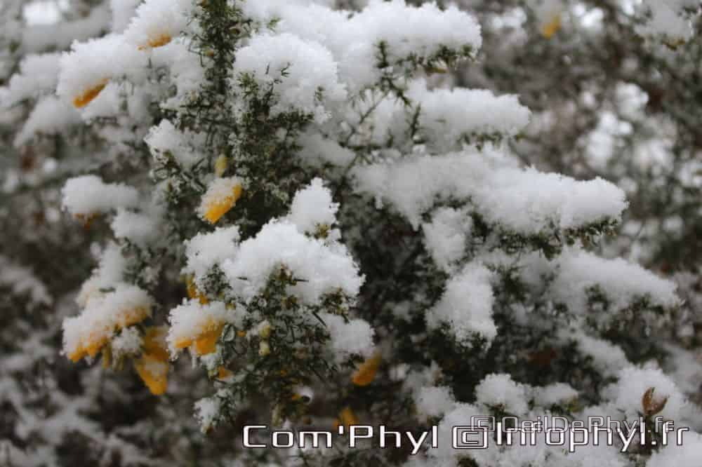 Pdj : 07 février 2018 - Neige