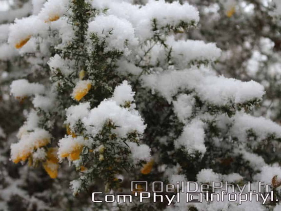 Pdj : 07 février 2018 - Neige
