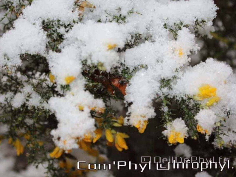 Pdj : 07 février 2018 - Neige