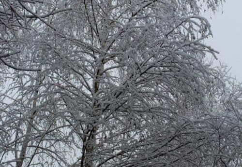 Pdj : 07 février 2018 - Neige