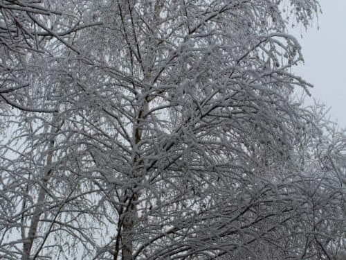 Pdj : 07 février 2018 - Neige