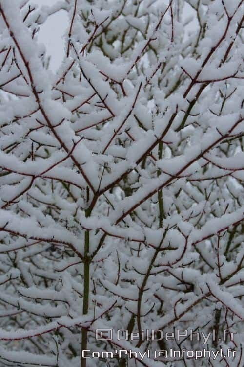 Pdj : 07 février 2018 - Neige