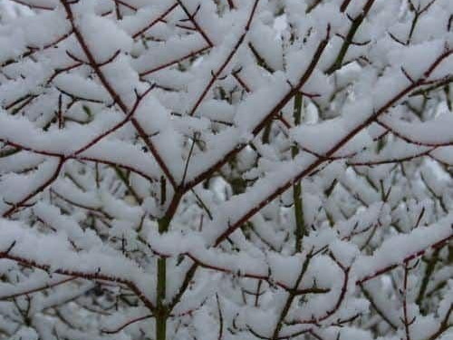 Pdj : 07 février 2018 - Neige