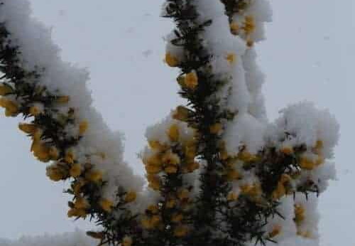 Pdj : 07 février 2018 - Neige