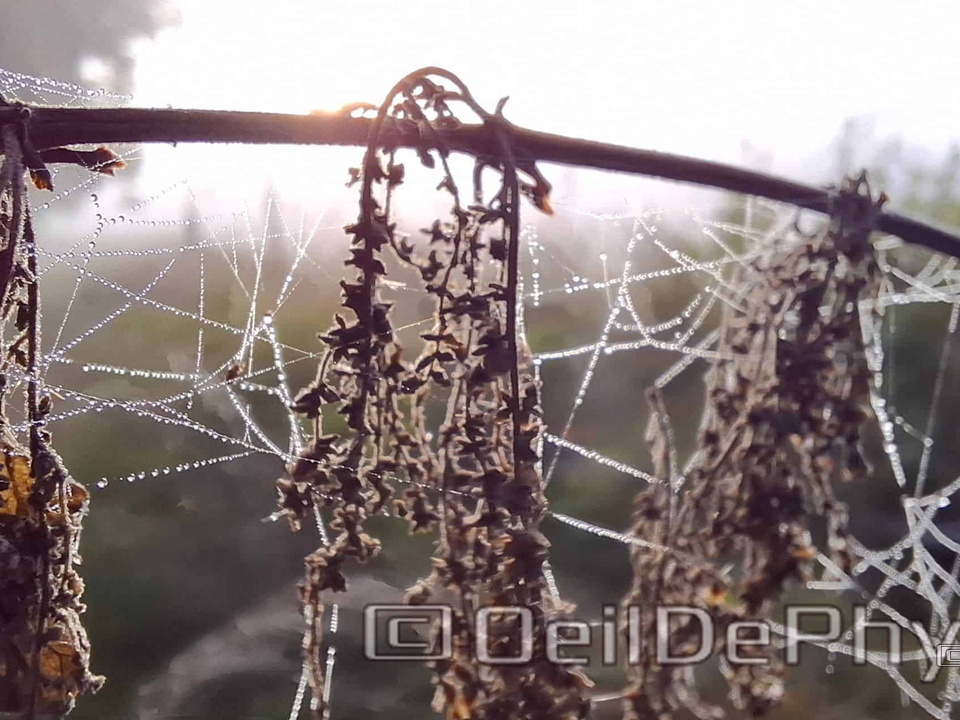 Brume et gouttelettes un matin automne