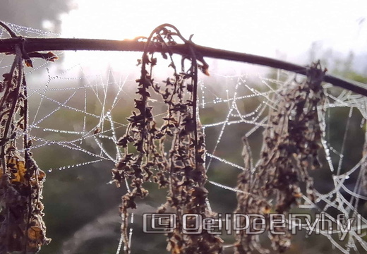Brume et gouttelettes un matin automne