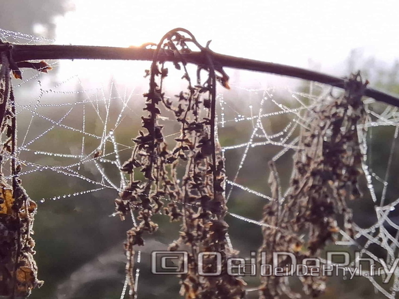 Brume et gouttelettes un matin automne