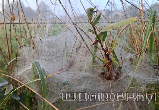Brume et gouttelettes un matin automne