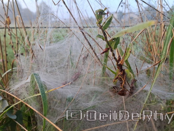 Brume et gouttelettes un matin automne