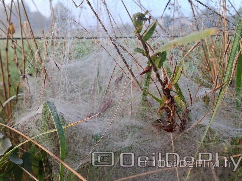 Brume et gouttelettes un matin automne