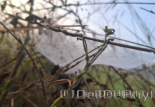 Brume et gouttelettes un matin automne