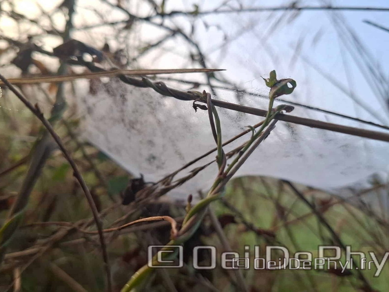 Brume et gouttelettes un matin automne