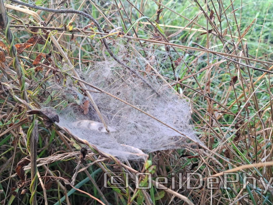 Brume et gouttelettes un matin automne