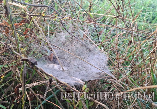 Brume et gouttelettes un matin automne
