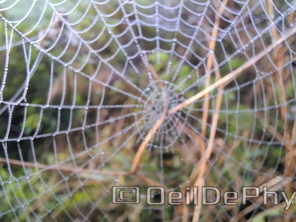 Brume et gouttelettes un matin automne