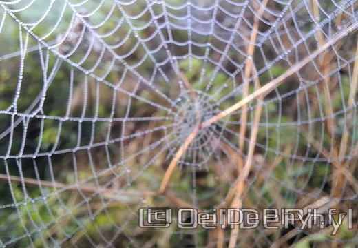 Brume et gouttelettes un matin automne