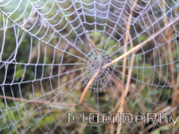 Brume et gouttelettes un matin automne