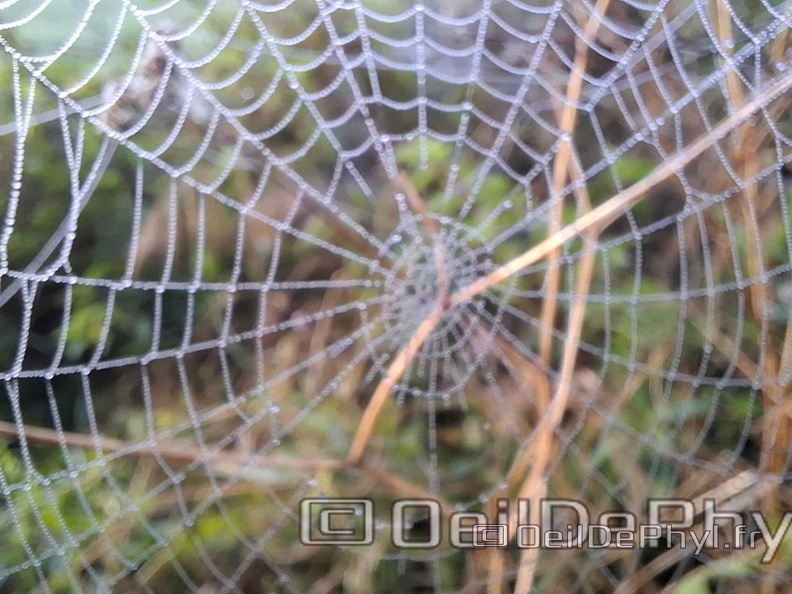 Brume et gouttelettes un matin automne