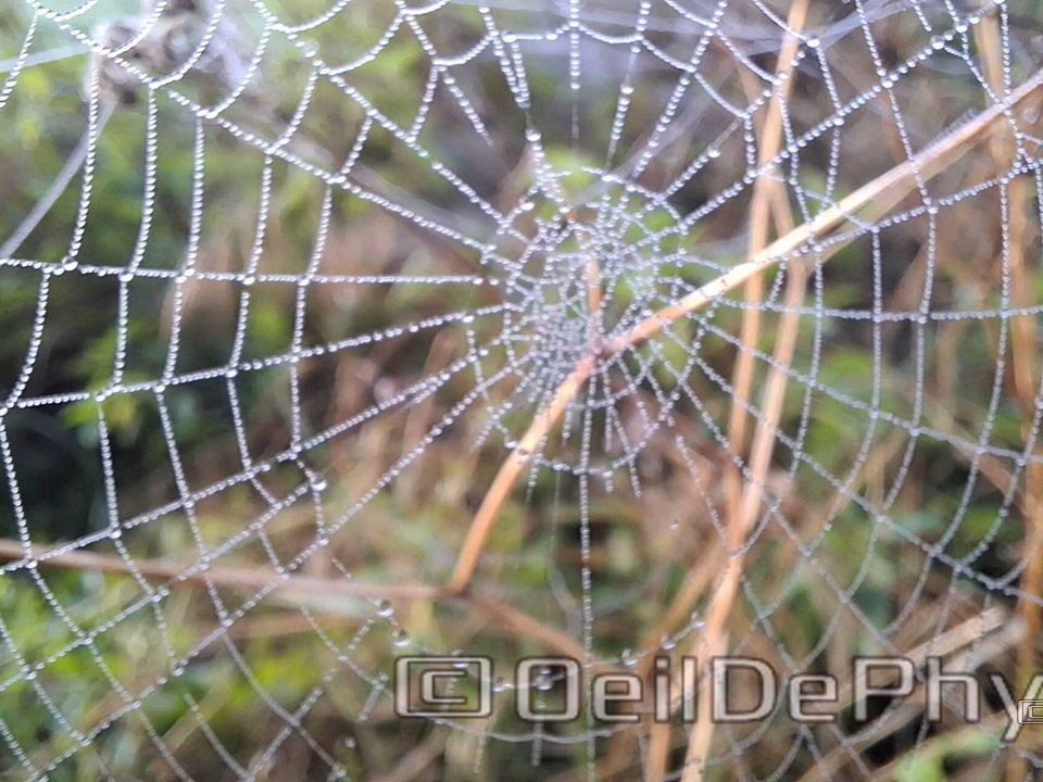 Brume et gouttelettes un matin automne