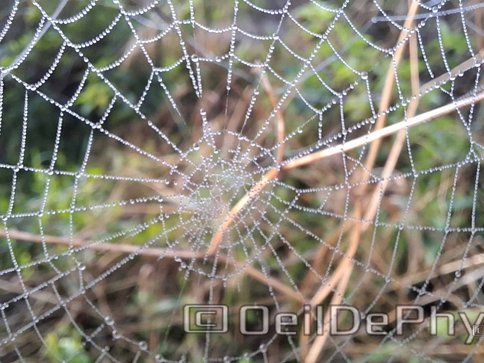 Brume et gouttelettes un matin automne
