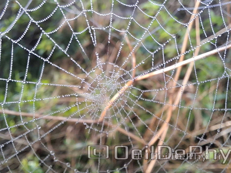 Brume et gouttelettes un matin automne