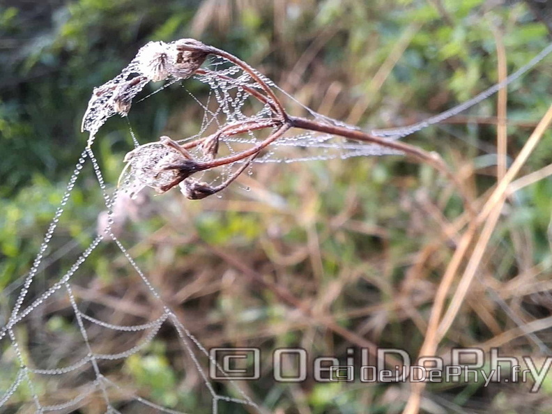 Brume et gouttelettes un matin automne